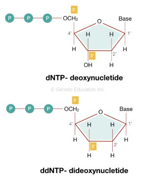 <p><span style="background-color: transparent;">Scientists use a mix of regular nucleotides and <strong>dideoxynucleotides</strong> (ddNTPs)</span></p>