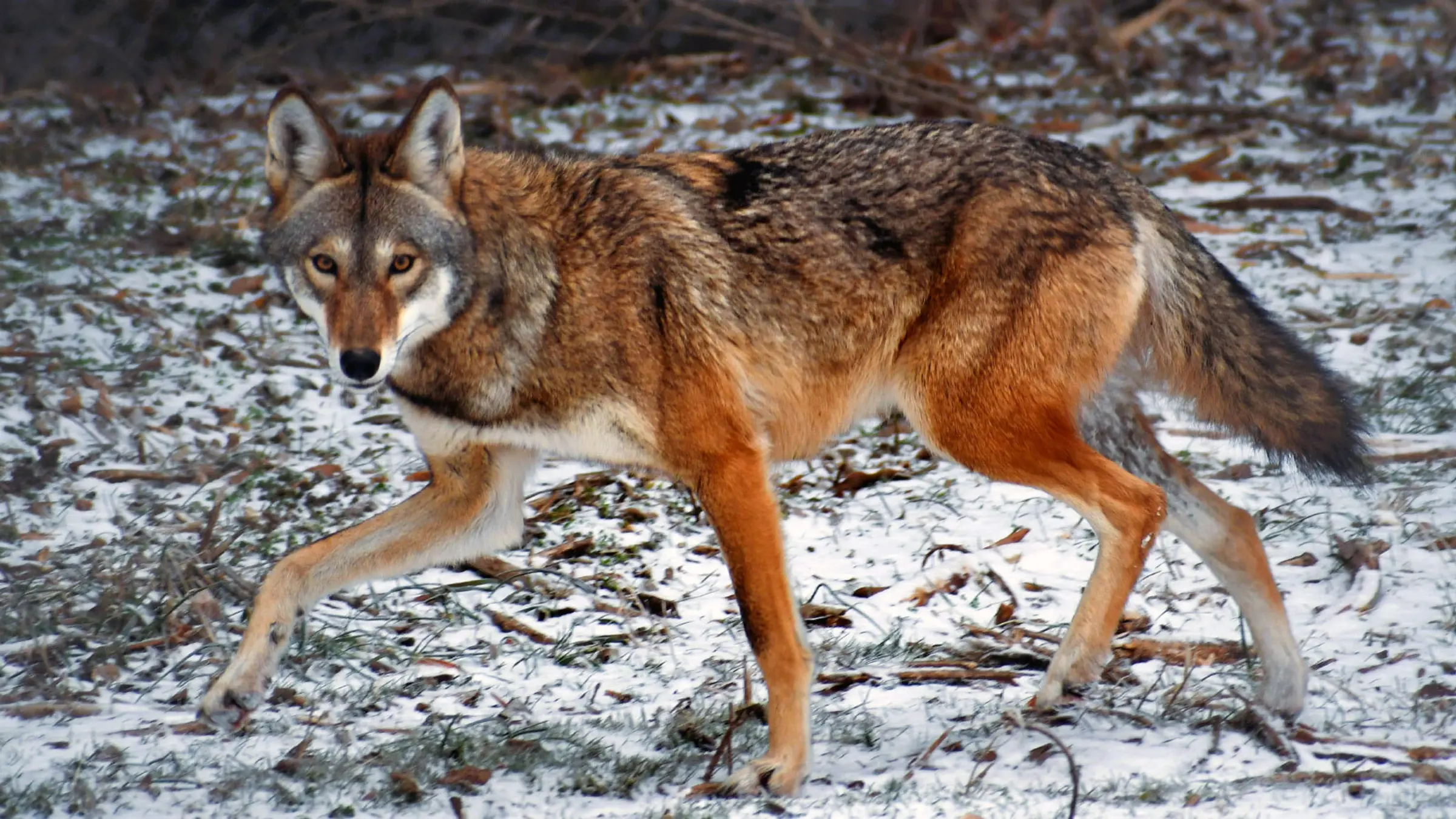 <p>Common Name: Red Wolf</p><p>Order: Carnivora </p><p>Family: Canidae </p>