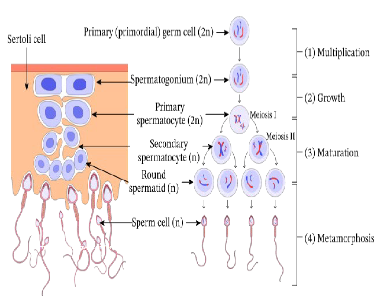 <ul><li><p>THE PROCESS OF SPERM CELL DEVELOPMENT </p></li><li><p>PGCs arrive in the genetically male gonad</p><p>(now called spermatogonia), undergo several</p><p>cycles of mitosis, and then enter mitotic arrest</p><p>• Spermatogonia remain dormant until puberty</p><p>when spermatogenesis begins</p><p>• Spermatogenesis: Spermatogonia (2n) </p><p>spermatocyte stages (2n n) spermatids (n)</p><p> mature spermatozoa (n)</p><p>• Process lasts about 74 days</p><p>• No formation of polar bodies</p><p>• 1 primary spermatocyte 4</p><p>mature spermatozoa</p></li></ul><p></p>
