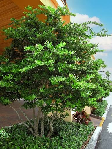 <p>liustrum lucidum wax, AKA wax leaf privet or glossy privet, 10-15ft tall, fragrant white flowers in spring, thick leathery leaves, full sun</p>