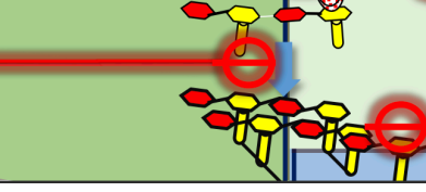 <p>The beta-lactams inhibit the cross-linking of these NAM and NAG chains. </p><p>While these are generally not as effective in Gram (-) bacteria, the later generations of the other drug we see that they also have some effectiveness against gram negative bacteria.</p><p>(collectively known as <strong>Beta-lactams</strong>) inhibit the final stage of bacterial cell wall synthesis. They act by binding to and inhibiting<strong> (PBPs)</strong>, specifically the <strong>transpeptidase</strong> enzyme. This enzyme is responsible for "cross-linking" the peptidoglycan chains (the NAM and NAG strands). Without these cross-links, the cell wall loses its structural integrity and cannot withstand the high osmotic pressure inside the bacteria. This causes the cell to swell and eventually burst, a process known as <strong>osmotic lysis</strong>.</p>