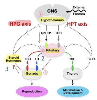 <ol><li><p>Hypothalamus releases gonadotropin-releasing hormone (GnRH) </p></li><li><p>Anterior pituitary secretes luteinizing hormone (LH) and follicle-stimulating hormone (FSH)</p></li><li><p>Gonads produce steroid hormones such as testosterone and estrogen. </p></li></ol><p></p>