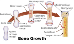 <p>1. hyaline cartilaginous matrix hardens into the cartilage model</p><p>2. the cartilage model's center calcifies</p><p>3. capillaries and osteoblasts invade the calcified center and establish the primary ossification center</p><p>4. secondary ossification sites are made at epiphyses</p><p>5. osteoclasts resorb the inside of the diaphysis, which creates the medullary cavity</p>