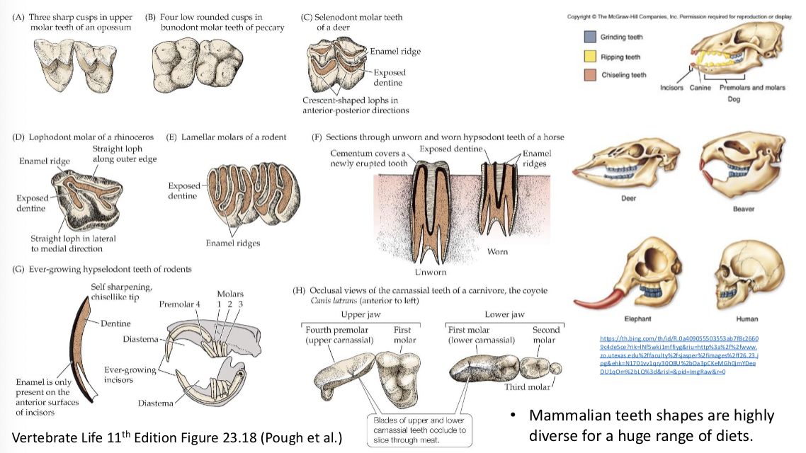 <ul><li><p>therian mammals (marsupials and placentals) have tribosphenic molars, with multiple shearing crests that fit into teeth sockets and fit together for efficient chewing (speeds up digestion and enzyme activity)</p></li><li><p>mammals have two sets of teeth (baby teeth and adult teeth)</p></li><li><p>some whales and rodents don’t replace teeth, and some keep growing their teeth continuously </p></li></ul><p></p>