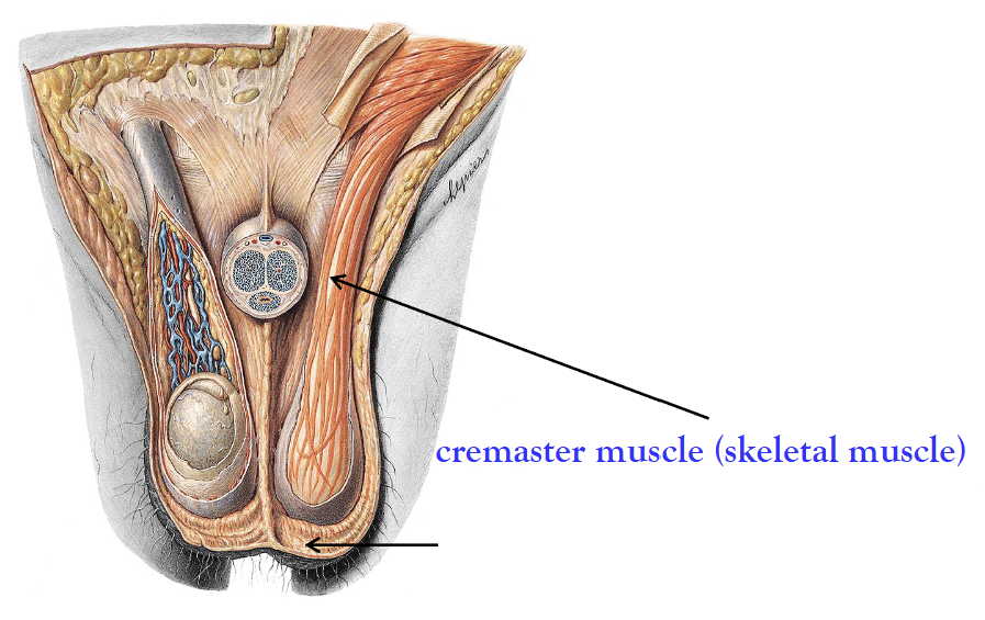 <ul><li><p>The <strong>scrotal septum </strong>divides the scrotum into <strong>two compartments</strong>.</p><ul><li><p>Contains one testes each.</p></li></ul></li><li><p>Wall consists of:</p><ul><li><p><strong>Skin (external)</strong></p></li><li><p><strong>Superficial fascia</strong></p></li><li><p><strong>Dartos muscle</strong> (smooth muscle)</p></li></ul></li><li><p><strong>Cremaster muscle</strong> (skeletal muscle) surrounds the testes and forms on the spermatic cord.</p></li></ul><p></p>