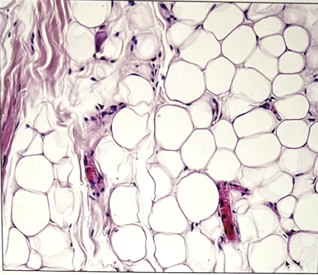 <p>identify the specific tissue</p>