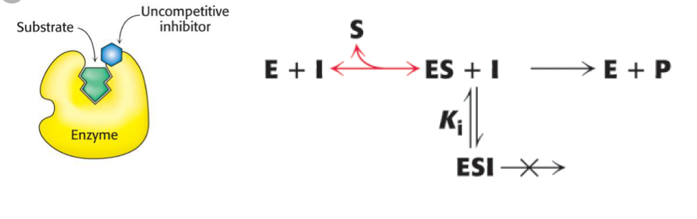 <p>will NOT bind to active site but will only bind to ES complex</p>