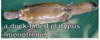 <p>egg laying mammals- platypus</p>