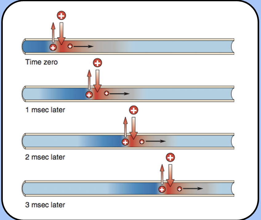 <p><span style="font-family: "Helvetica Light";"><u>action potential propagation</u></span></p>