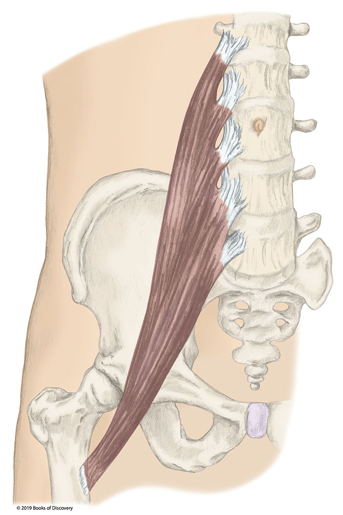 <p>psoas major actions</p>