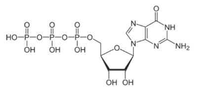 <p>a.) ribose or deoxyribose b.) how many phosphates c.) is the base adenine or guanine d.) what is it</p>