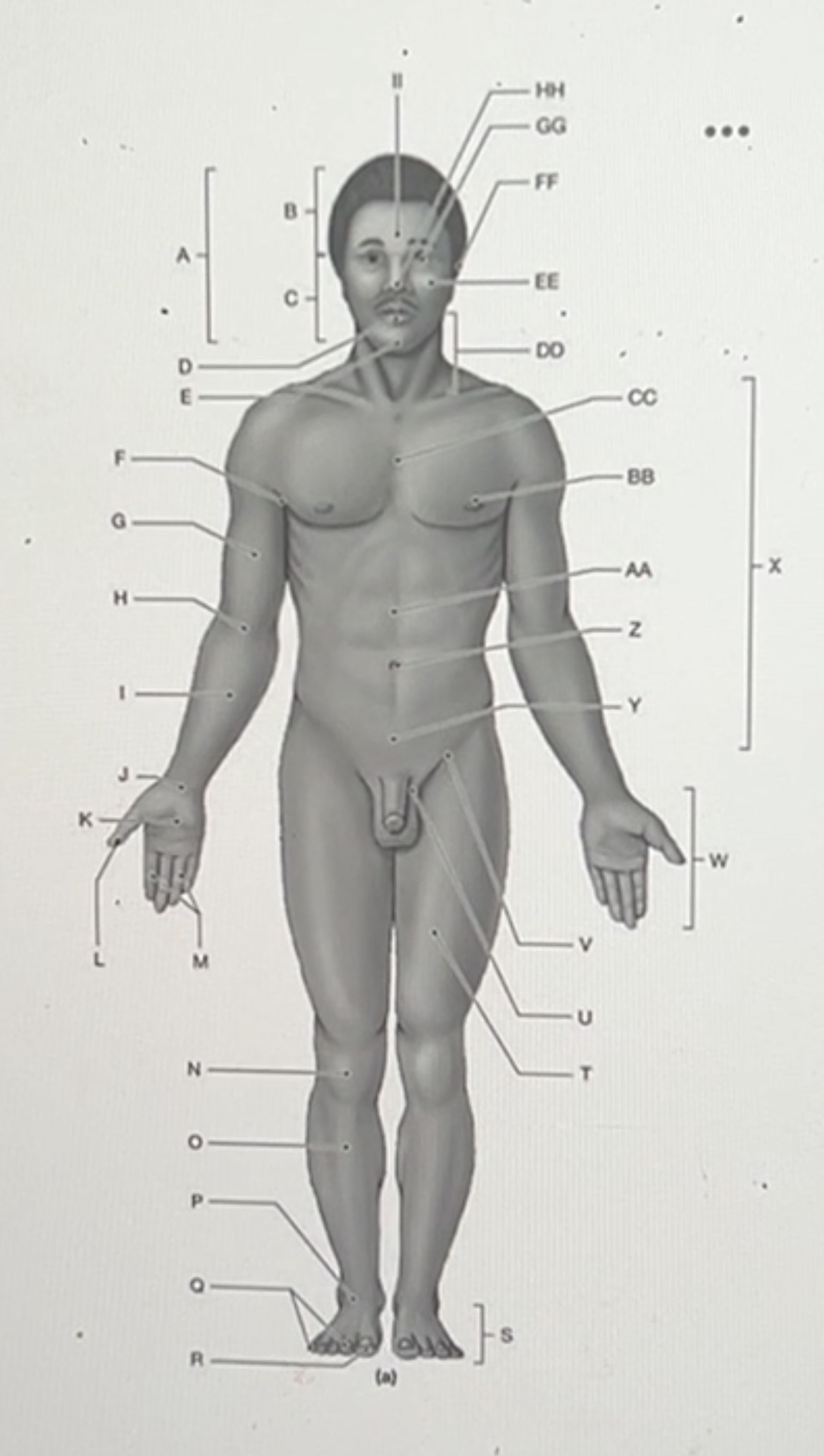 <p>Looking at the diagram above, what is the anatomical term for Label C?</p>