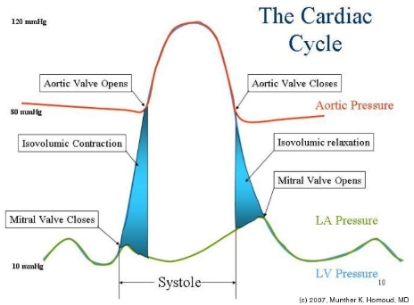 <ul><li><p>Mitral valve closes</p></li><li><p>Isovolumetric contraction</p></li><li><p>Aortic valve opens</p></li><li><p>Aortic valve closes</p></li><li><p>Isovolumic relaxation</p></li><li><p>Mitral valve opens</p></li></ul><p></p>