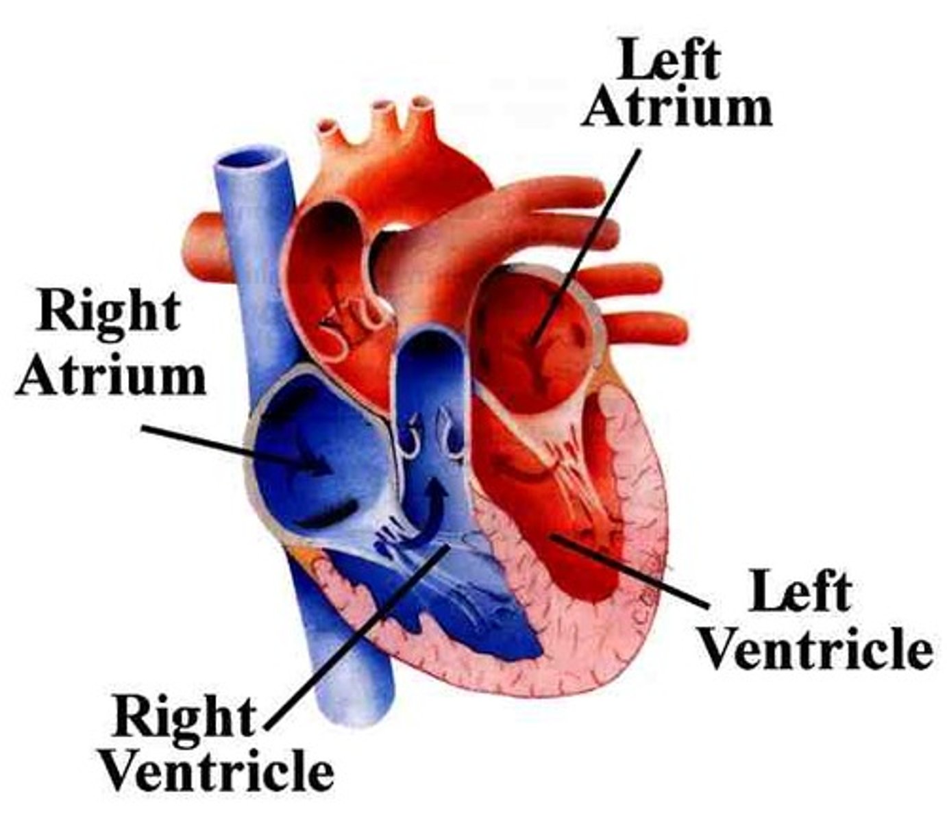 <p>your heart pumps your blood around your body.</p>