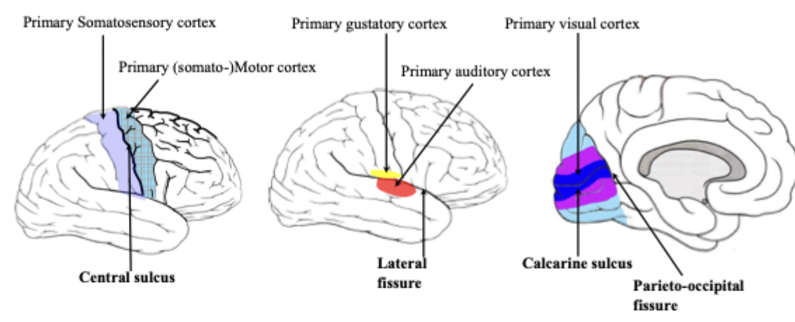 <p>Most primary cortices are located around the deepest sulci/fissues such as:</p><ul><li><p>The central sulcus: surrounded by primary somatomotor and somatosensory cortices. </p></li><li><p>The lateral fissure: surrounded by primary auditory and gustatory cortices. </p></li><li><p>The calcarine sulcus: surrounded by primary visual cortex. </p></li></ul><p>*The central sulcus separates the frontal lobe from the parietal lobe. The primary somatomotor cortex is located in frontal lobe and is the centre for somatomotor output. </p>