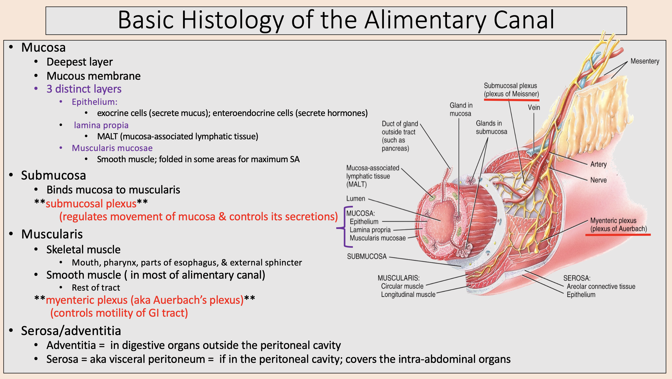 <p><span>mucosa</span></p>