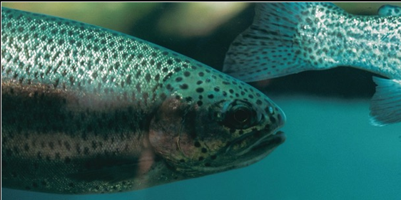<p>Phylum</p><p>Subphylum<br>Class</p>