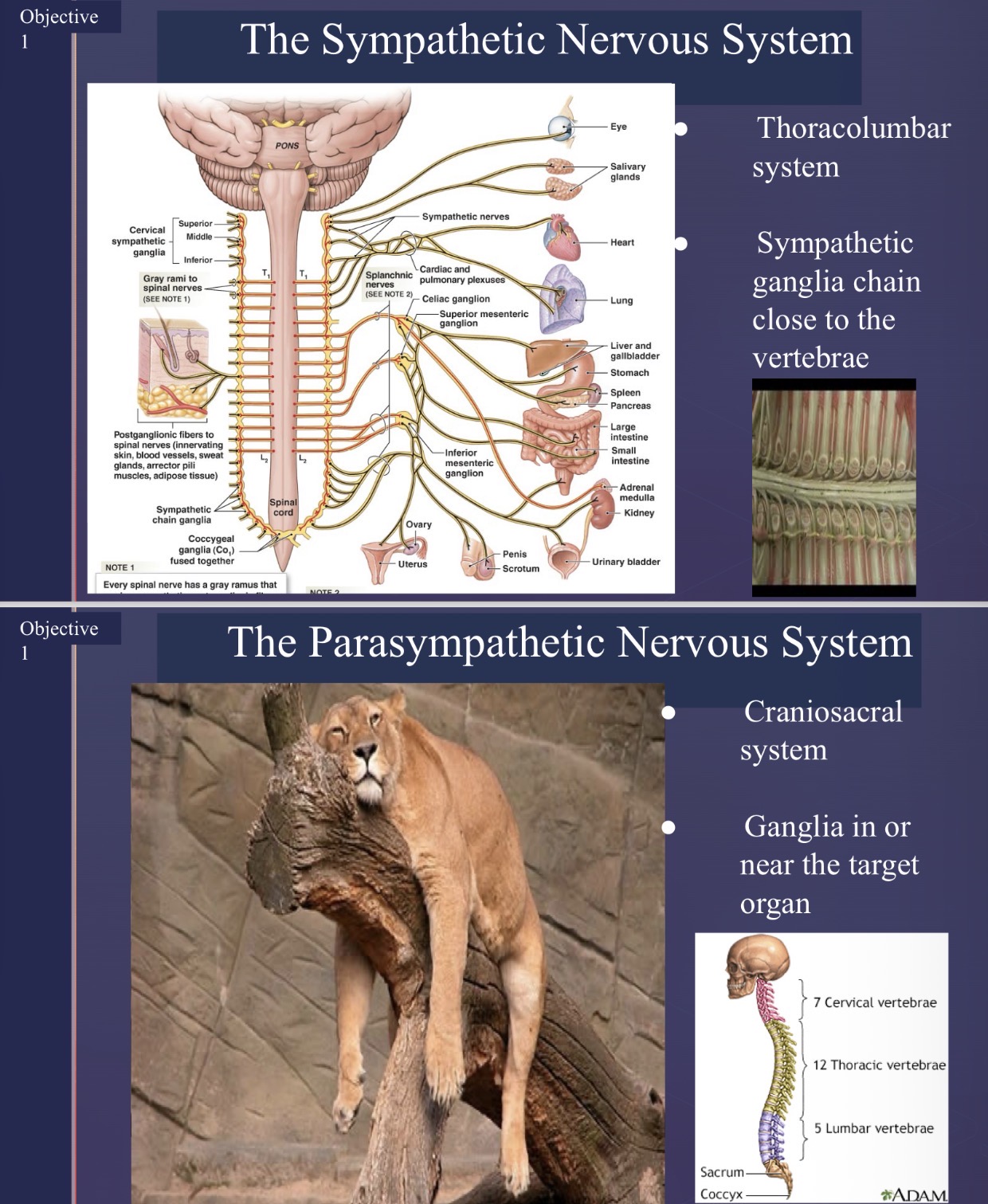 <p>What are the anatomical structures of the Autonomic Nervous System?</p>