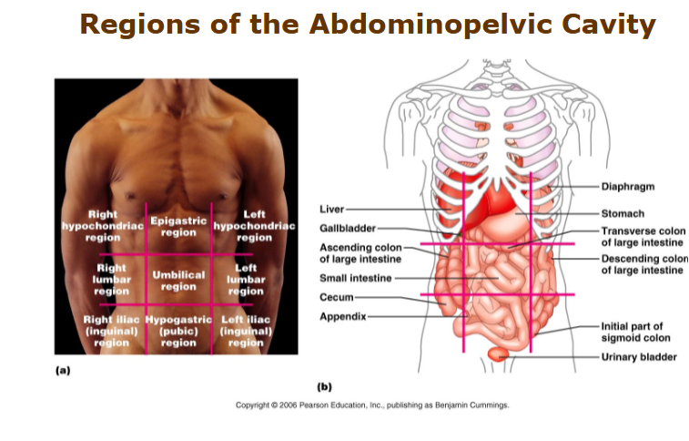 <p>upper - hypochondriac regions</p><p>middle (horizontal) - lumbar region</p><p>middle (vertical - epigastric, umbilical, hypogastric </p><p>lower - illiac (inguinal region)</p><p></p>