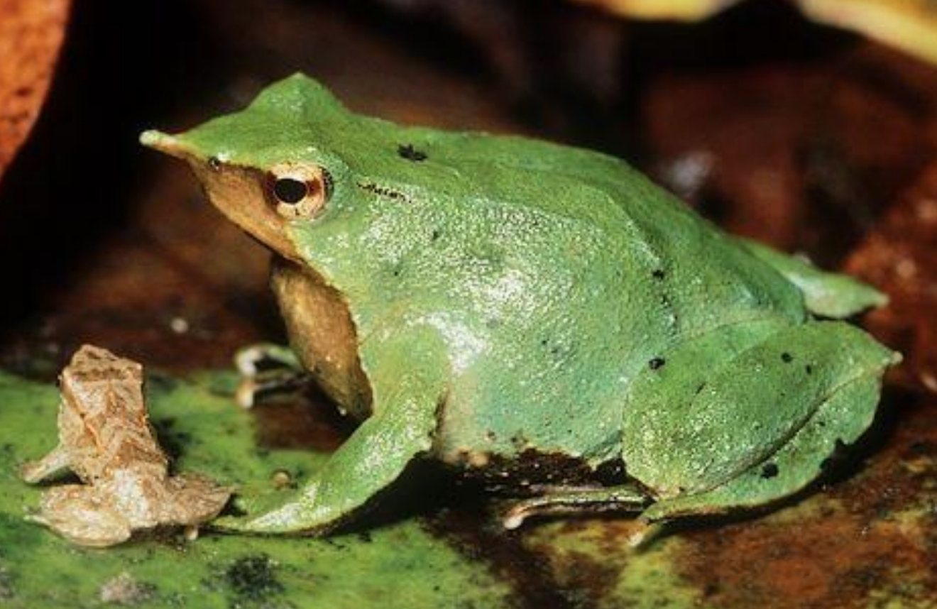<p>Rhinoderma darwinii</p>