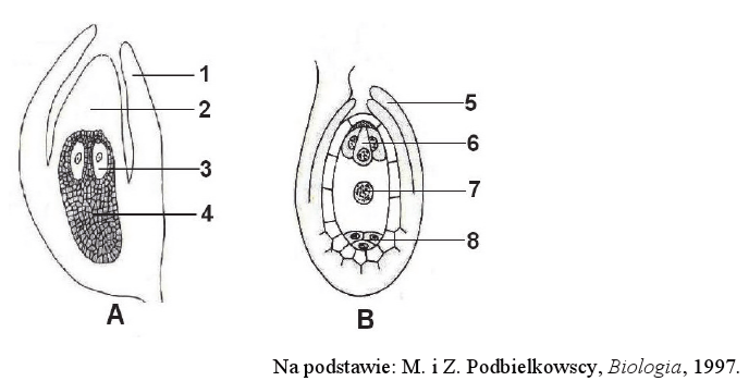 <p>podaj oznaczenia cyfrowe struktur które są elementami przedrośla żeńskiego u roślin nagonasiennych i okrytonasiennych:</p>