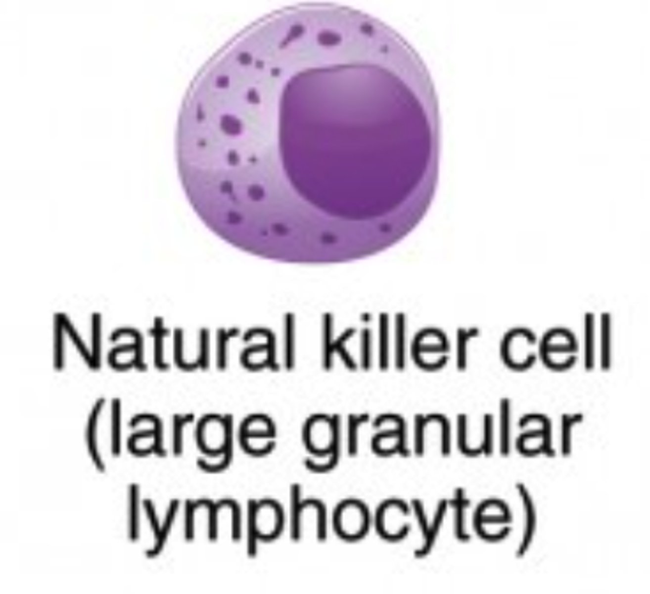 <p>natural killer (NK) cells</p>