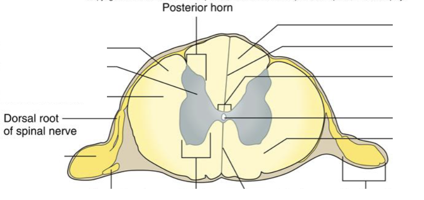 <p><strong>Location: Back side of spinal cord; Function: Carries sensory info TO spinal cord</strong></p>
