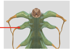 knowt flashcard image