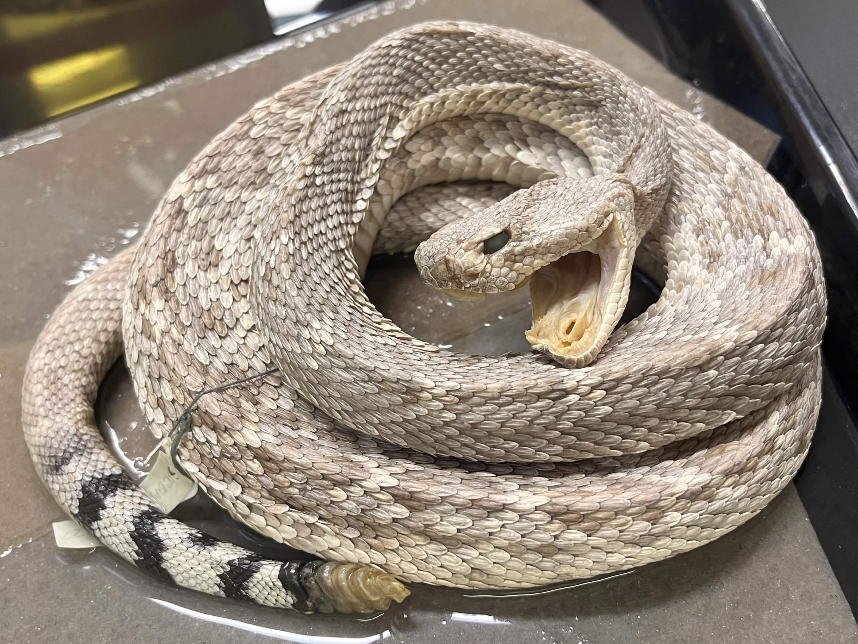 <p>Infraorder + Superfamily + Family + Subfamily + Scientific name?<br>- reddish</p><p>- divided infralabial</p><p>- light edge diamond</p><p>- white band doesnt touch mouth<br>- west socal</p>