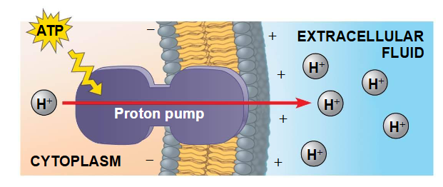 <p>Een elektrogene pomp is een transporteiwit dat een spanningsverschil over een membraan opwekt</p><p><span data-name="black_small_square" data-type="emoji">▪</span> De natrium-kaliumpomp is de belangrijkste elektrogene pomp van dierlijke cellen</p><p><span data-name="black_small_square" data-type="emoji">▪</span> De belangrijkste elektrogene pomp van planten, schimmels en bacteriën is een protonpomp, die actief waterstofionen (H+) uit de cel transporteert</p><p><span data-name="black_small_square" data-type="emoji">▪</span> Elektrogene pompen helpen bij het opslaan van energie die kan worden</p><p>gebruikt voor celactiviteiten</p>