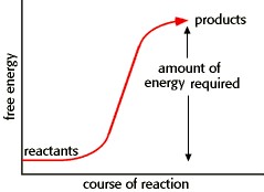 <p><span>An endergonic reaction is one which __________.</span></p>