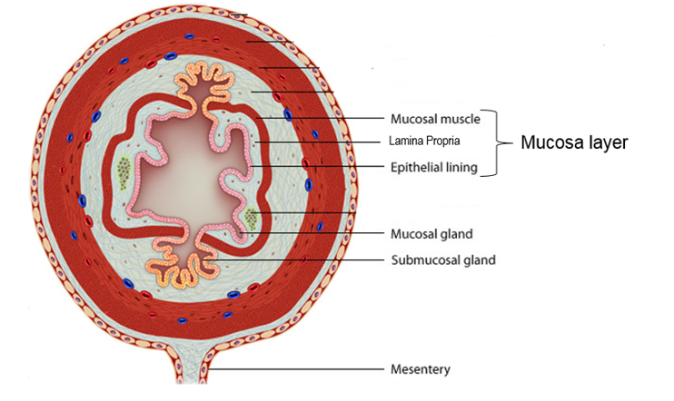 <p>Outermost layer of the mucosa between the lamina propria and the submucosa.</p><ul><li><p>Contractions facilitate release of secretions into the lumen</p></li><li><p>Increases contact of materials with mucosa </p></li></ul><p></p>