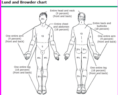 <p>rule of 9’s (adult Lund and Browder chart)*</p>
