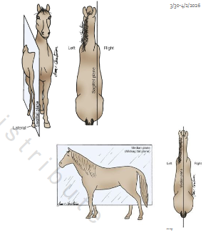 <p>[does not need to be even]</p><p>Divides a body into right &amp; left sides</p>