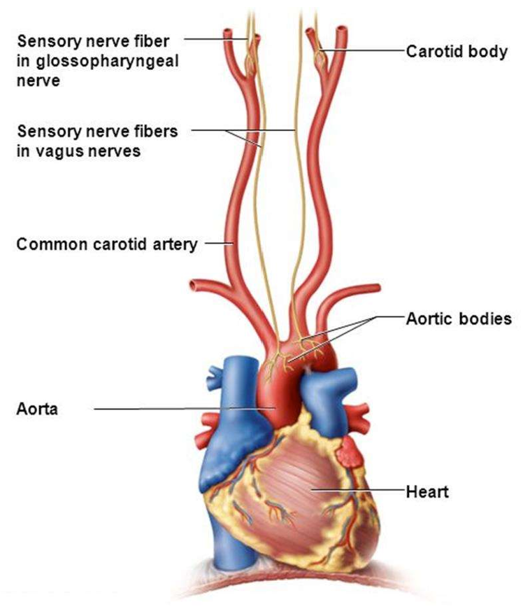 <ol><li><p>The <strong>artery wall is stretched</strong> which is detected by the <u>baroreceptors.</u></p></li><li><p>Which <strong>send more frequent impulses through sensory neurones </strong>to the <u>cardiac centre. </u></p></li><li><p>The cardiac centre then <strong>sends impulses</strong> through the <u>parasympathetic neurones</u> to the <strong>SAN</strong> of the heart to <strong>reduce the heart rate. </strong></p></li><li><p>The cardiac centre also sends impulses through the parasympathetic neurones to <u>arterioles around the body, </u>causing them to <strong>dilate</strong>. </p></li></ol><p>These responses both reduce blood pressure and is an example of a  called the <strong><u>baroreflex</u></strong>. </p>