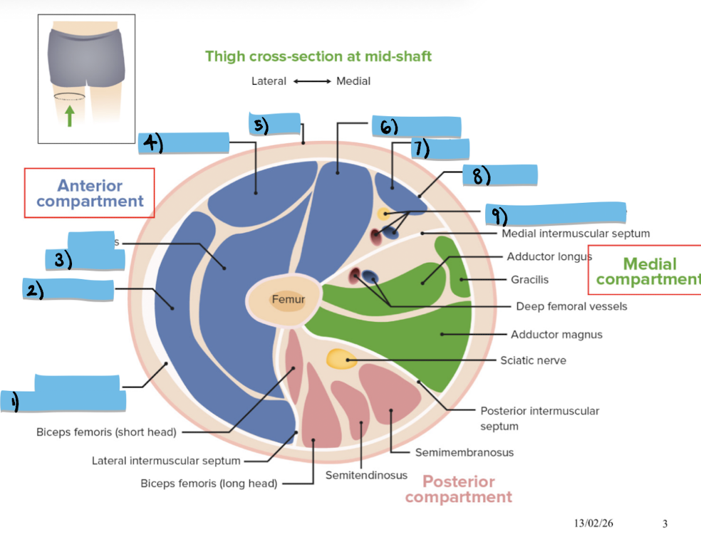 <p>Label structures 1-4 in the anterior compartment of the thigh</p>