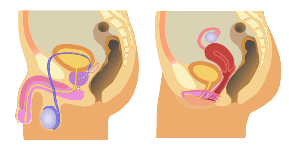 <p>What organ system is this, what is it’s key organs, and what is it’s function?</p>
