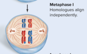 <p>Homologous chromosomes align at the cell's equatorial plate. </p>