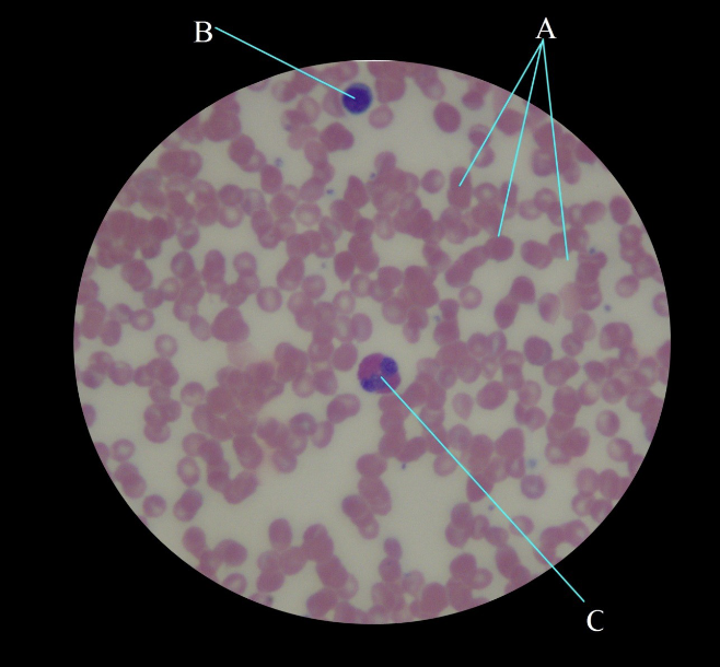 <p>What is this, what is A, what is B, what is C</p>