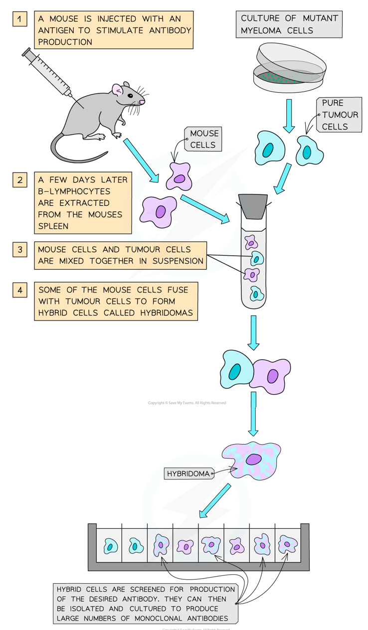 <p>Identical antibodies produced from a single clone of hybridoma cells, specific to one antigen (produced by the hybridoma method):</p><ol><li><p>A mouse is injected with an antigen to stimulate antibody production</p></li><li><p>A few days later, B-lymphocytes are extracted from the mouse’s spleen</p></li><li><p>Mouse cells &amp; tumour cells are mixed together in suspension, where some of the mouse cells fuse with tumour cells to form hybridomas (hybrid cells)</p></li><li><p>Hybridomas are screened for production of desired antibody, which can then be isolated, cultured &amp; cloned to mass-produce monoclonal antibodies</p></li></ol><p></p>