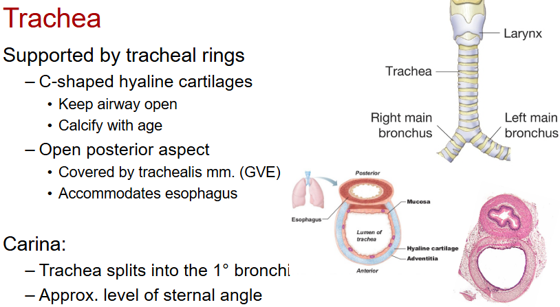 <p>Supported by C shaped hyaline cartilages rings</p><p>prevents collapse</p><p>posterior/back side open for esophagus</p><p>trachealis muscle closes posterior gap </p>