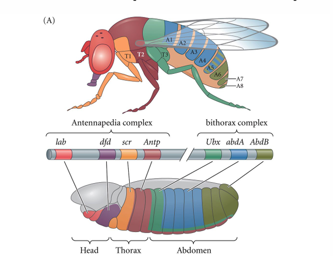 <p>Ubx green in T3</p><p>When deleted, Antp red extends into T3 causing extra wings</p>