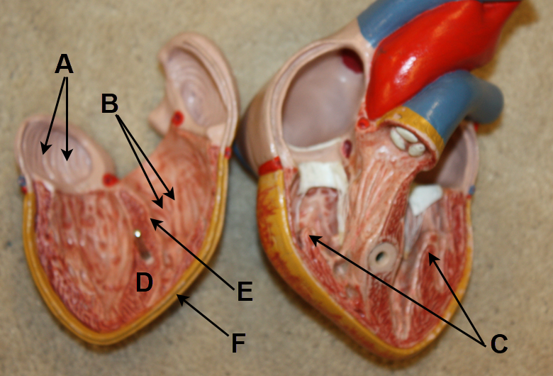 <p>In the images above and below, identify muscular structures A, B, and C; and layers of the heart wall D, E, and F (below image only).&nbsp; (The image below is slightly out of focus, but you should still be able to identify everything, especially if you use the image above as a reference.)</p>