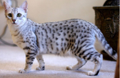 <p>welk type kat is dit</p>