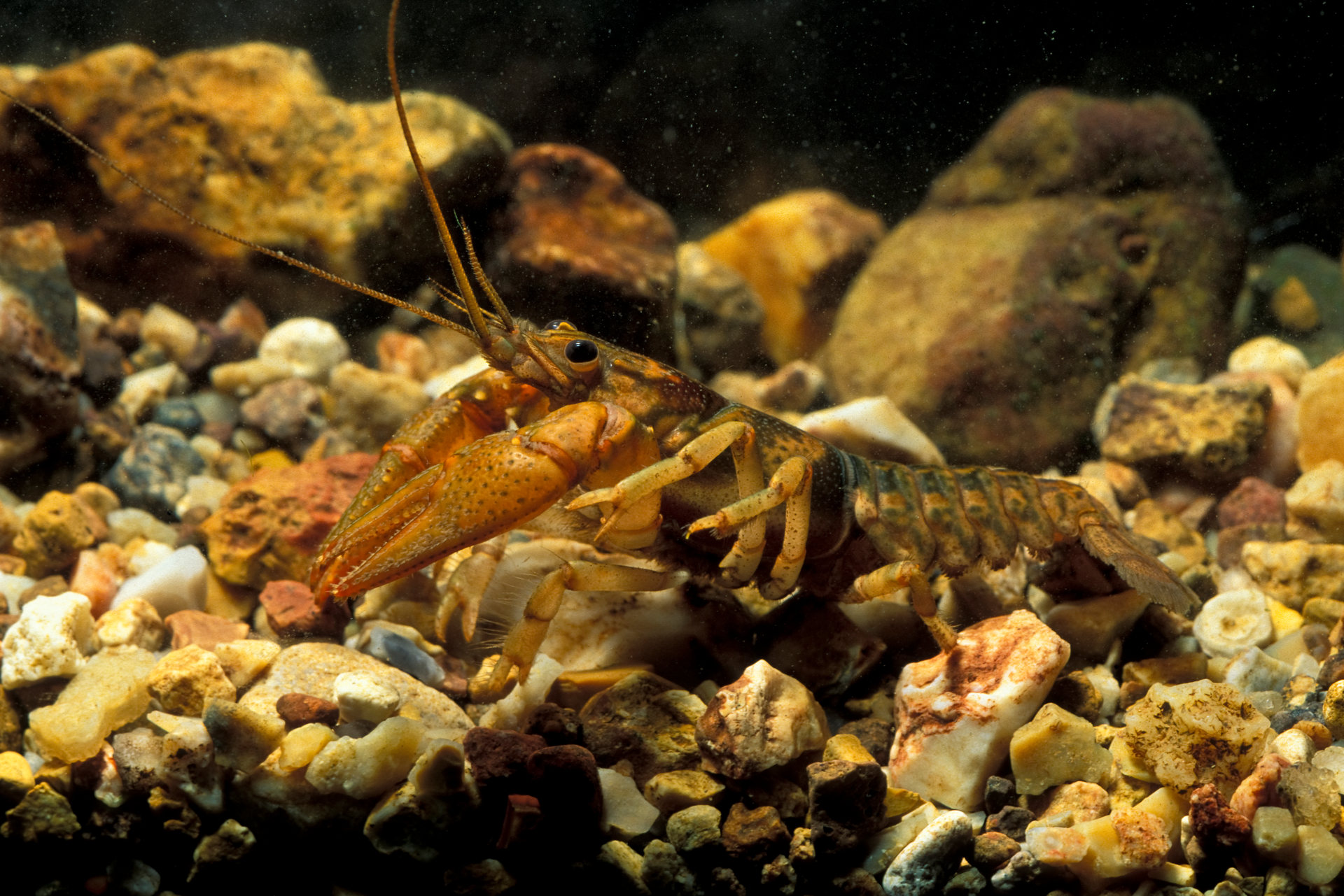 <p>Woodland Crayfish</p>