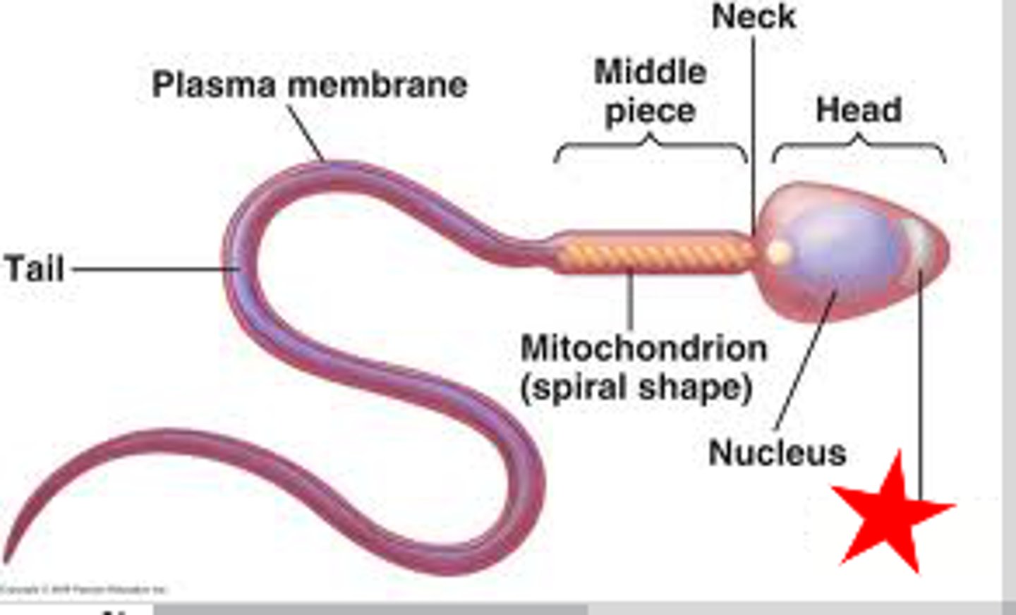 <p>A region at the head of a sperm cell that contains digestive enzyems which, when released during the acrosome reaction, can facilitate penetration of the corona radiata of the egg, and subsequently, fertilization</p>