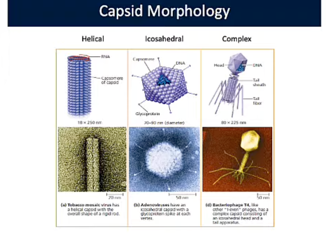<p>Capsid (Viral Structure)</p>
