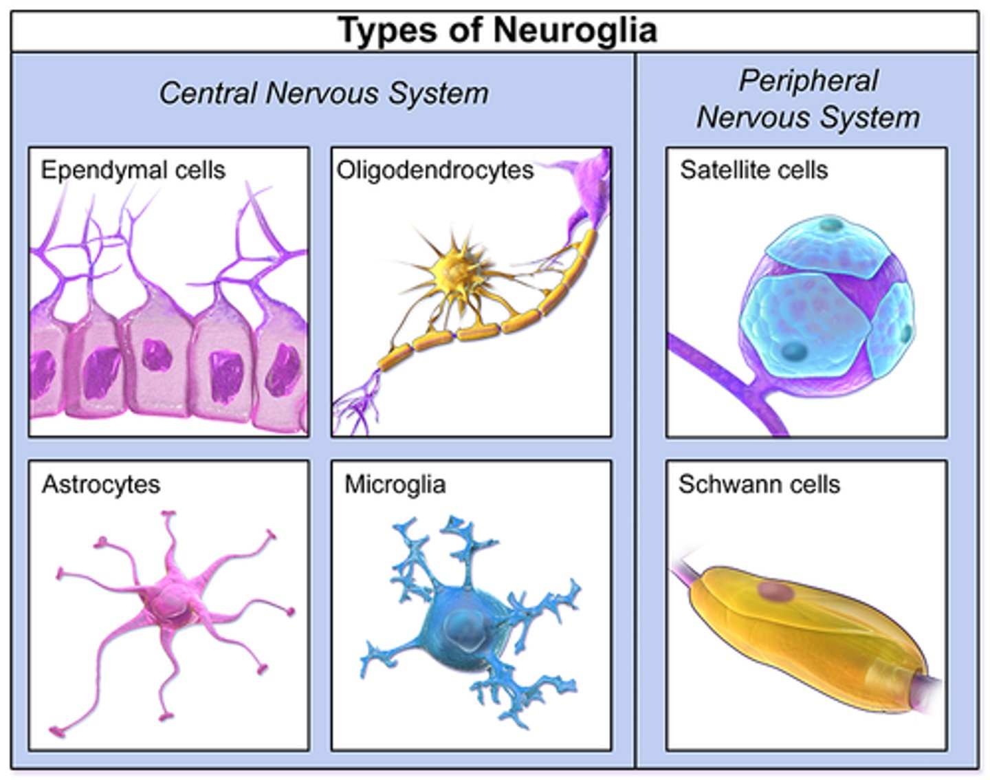 <p>(C) Parenchymal Cell</p><p>Four major types of Glial Cells are Astrocytes, Ependymal Cells, Microglia and Oligodendrocytes</p>