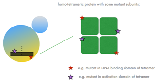 <ul><li><p><span style="color: rgb(253, 0, 0);"><strong>Complementation </strong></span>= if mutants are on DIFFERENT genes</p></li><li><p><span style="color: rgb(255, 0, 0);"><strong>NO Comp</strong></span> = if mutants are on SAME gene</p></li><li><p><span style="color: rgb(255, 0, 0);"><strong>Intragenic Complementation</strong></span> = when one mutation is on one end of a gene and can complement a mutation on the other end (RARE). Functions in <span style="color: rgb(39, 255, 0);"><strong>tetramers</strong></span> (protein with subunits) when each mutation codes for different domains/subunits (each mutant can fulfill each other’s roles). </p></li></ul><p></p>