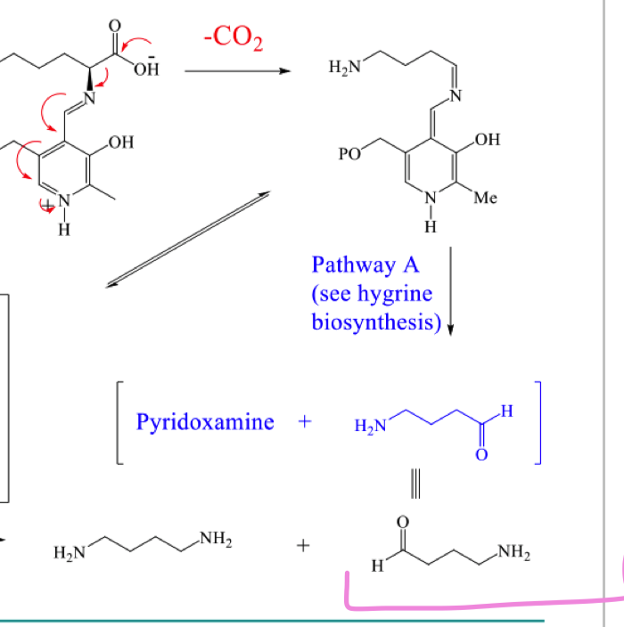 <p>draw the mechanism of pathway B to form the 2 black products</p>